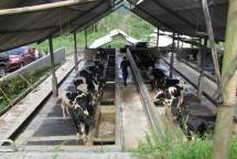 Peternakan sapi perah