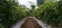 Tanaman cabai milik petani