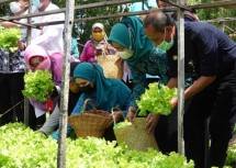 Kementan bersama masyarakat panen tanaman di pekarangan