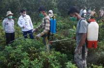 Dukung Program Kementan, Lampung Laksanakan Gerdal OPT Padat Karya