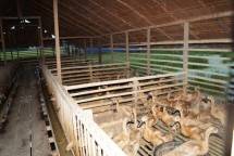 Pengembangan Itik di Kawasan Food Estate Berjalan Positif