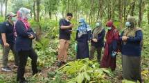 Tim mensurvei tanaman Porang, agar terhindar dari hama