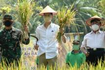Dahsyat, Ini Cetak Sawah Baru di Yogyakarta