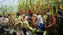 Petani panen Sorgum di NTB