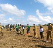 Tanam Jagung Perdana di Food Estate, Bupati Sumba Tengah Optimis Tingkatkan Kesejahteraan