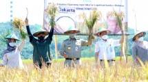 Gubernur Anies Panen Raya di Cilacap (foto Ist)