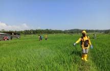 Petani menyemprotkan cairan pembasmi hama
