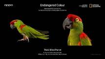 Kampanye Endangered Colour