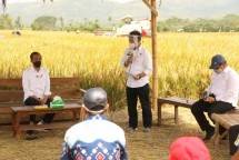 Jokowi bersama DPR dan Mentan SYL hadiri panen padi