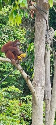 Salah satu penampakan Orang utan yang menempati konvervasi alam yang dibangun PT Sawit Sumbermas Sarana Tbk di Pulau Salat, Kabupaten Pulau Pisau, Provinsi Kalimantan Tengah. (Foto Humas Sawit Sumbermas Sarana)