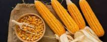 Kementan Pastikan Stok Jagung Untuk Pakan Tersedia Cukup