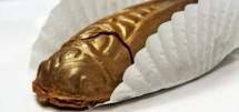 Jangkrik dilapisi Cokelat (CNN)