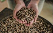 Biji Kopi Indonesia (Dok: Kemenparekraf)