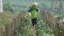 Petani panen kol