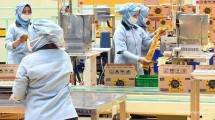 Industri kemasan, PT Mitra Makmur Rotokemindo