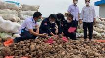 Menteri Pertanian Syahrul Yasin Limpo melihat buah Porang