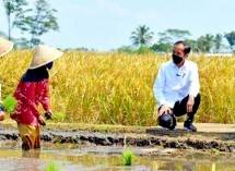 Dahsyat! Gelontorkan Rp118 Triliun untuk Pertanian! Sri Mulyani: Ini Bukti Pak Jokowi Ingin Petani Sejahtera dan Maju 