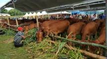 Kementan Terbitkan SE Pelaksanaan Kurban di Situasi Pandemi Covid-19