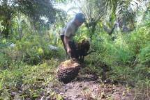 Petani Sawit