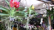 Pameran Flora dan Fauna 2017, Targetkan 150 Ribu Pengunjung