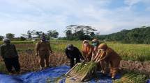 Produktivitas Padi Petani Ciamis Meningkat Berkat Program OPIP Kementan