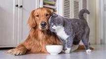 Kucing dan Anjing