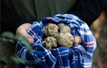 Jenis Truffle Asal Italia (Dok: Casa di Langa )