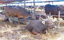 Sapi yang dijadikan hewan kurban