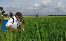 Petani di Persawahan