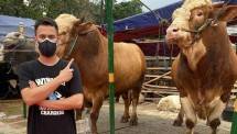 Tak Hanya Raffi Ahmad yang Beli Sapi Kurban, Kandang Sapi di Wonosari Ini Jadi Langganan Banyak Artis