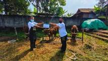 Maknai Iduladha sebagai Pengorbanan dan Kemanusiaan, Sicepat Ekspres Ditribusikan Hewan Kurban Hingga Daerah Terluar