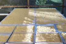 PTPN XI Kembangkan Potensi Beras Pisang, Suport Ketahanan Pangan