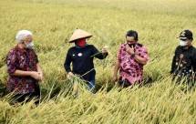 Menteri Pertanian Syahrul Yasin Limpo di Persawahan Kabupaten Indramayu