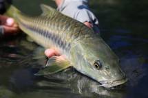 KKP Rintis Kampung Ikan Dewa di Sumedang