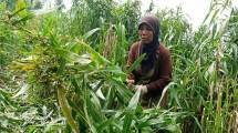 Petani memanen Hanjeli