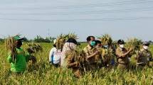 Petani panen padi