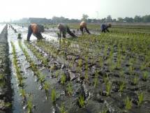 PT Wilmar Padi Indonesia (WPI), grup Wilmar 