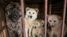 Ilustrasi Anjing
