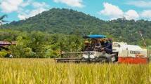 Petani Catat ya! Varietas Unggul Bisa 3 Kali Panen Semusim 