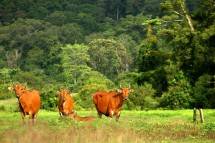Asyiiik! Taman Nasional Alas Purwo dibuka untuk Wisatawan, Ini Syarat Berkunjungnya