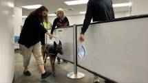Anjing Pendeteksi Covid-19 di Bandara Internasional Miami (MIA), Amerika Serikat