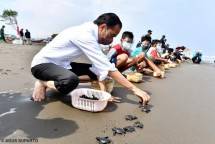 Bersama Anak-Anak Desa Griya Tegalsari, Presiden Jokowi Melepas Tukik-Tukik di Pantai Kemiren