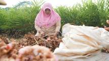 Petani Bawang Merah