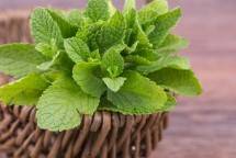 Daun Mint (ist)