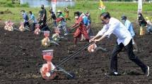 Presiden Jokowi melakukan penanaman Jagung