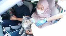 Kucing yang divaksin agar terbebas Rabies