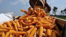 Panen Jagung