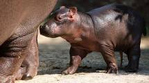 Gemes! Kuda Nil Kerdil ini Lahir di Taman Safari Indoesia, Bogor