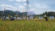 Peringati Hari Pangan Sedunia, PPI Lakukan Panen Raya Lewat Agro Solution