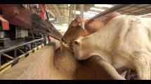 Sapi-sapi yang diberi pakan ternak